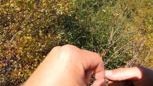 осенняя рыбалка на реке Зун Мурино