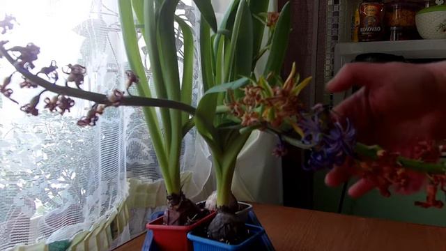Всходы на 1 марта  Обрезка цветоносов у гиацинтов