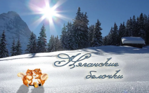 Няганские белочки / Нягань / декабрь 2014