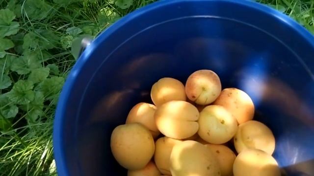Абрикос "Ананасный"
