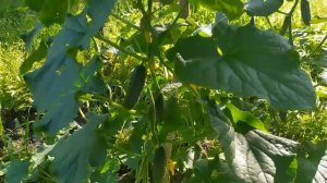 Огурцы Гектор в открытом грунте в июле.