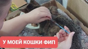 Лечение кошки от ФИП. Маруся воин ФИП