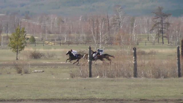 Скаковой день 21 мая. Дистанция 800 м. Верба смотреть онлайн