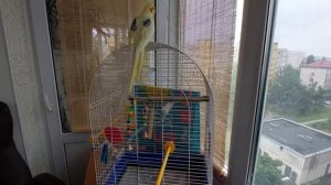 Мои птички. Кенар Петя и карелла Гоша