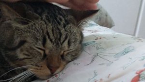 Обзор кота Ричарда ч.1