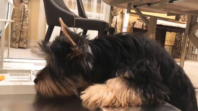 Посудомойка. Dishwasher. смотреть онлайн