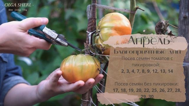 Лунный Посевной Календарь Для Томатов на 2022 год! Когда Сеять?