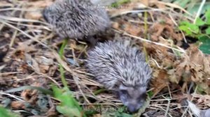 Животные — мои друзья...