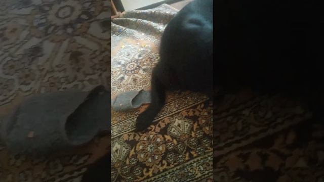 ВЕО восточно европейская овчарка черная 2023-02-25 18-07-59 смотреть онлайн