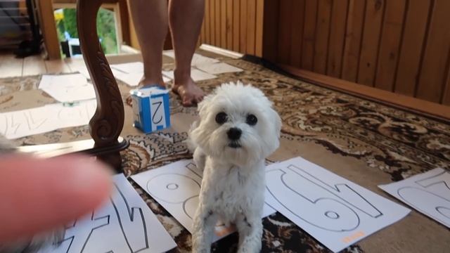 СДЕЛАЛИ ИГРУ, ГДЕ КОТ И СОБАКА ВМЕСТО ФИШЕК! ИГРАЕМ КЕВИНОМ И БИЛЛИ смотреть онлайн