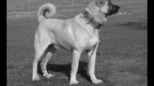 Турецкий Кангал