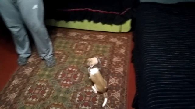 Дрессировка Чихуахуа смотреть онлайн