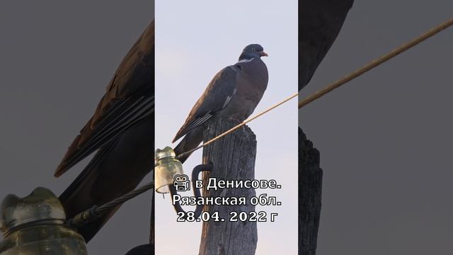 Голос Вяхиря ♫ ♪ #shorts #голосаптиц смотреть онлайн