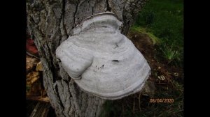 Fomes fomentarius , tinder fungus, hoof fungus, tinder conk, tinder polypore or ice man fungus