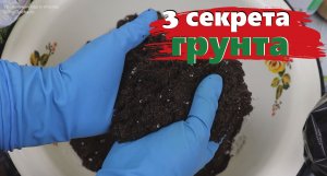 3 секрета хорошего грунта для рассады