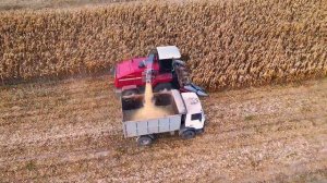 Перспективная технология: уборка кукурузы на корнаж