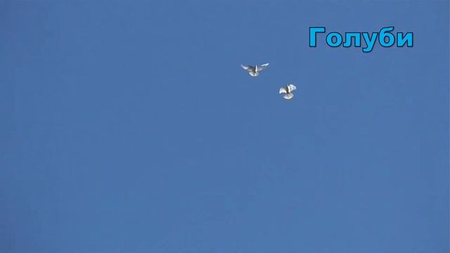 Сухиничи. п. Середейский. Николаевские голуби. Продажа. смотреть онлайн