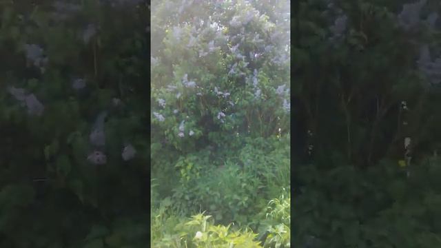 📹 Сегодня летний день! смотреть онлайн