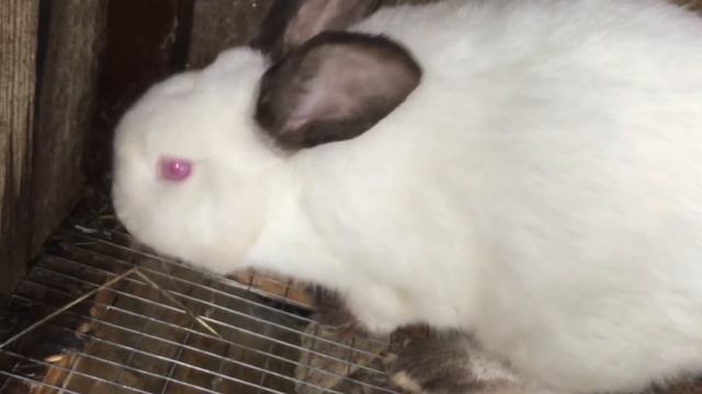 5 сентября 2017 г.проблемы с глазом у кролика смотреть онлайн