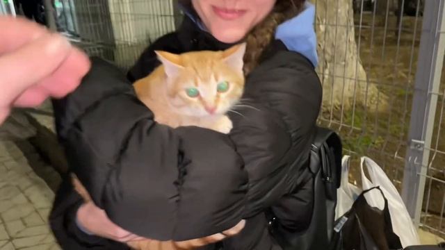 СПАСЕННЫЙ нами котенок уехал к своей СПАСИТЕЛЬНИЦЕ! смотреть онлайн