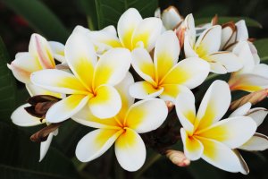 Это лучшая музыка для души, снимает стресс! Невероятно красивая музыка и цветы...