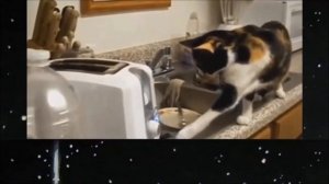 ВЕСЕЛЫЕ КОТЫ И ТОСТЕРЫ