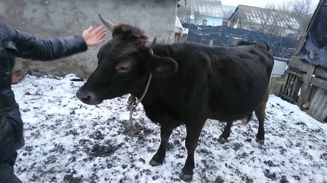 Мини корова