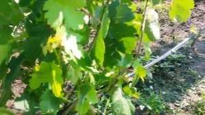 20160726 Виноград Памяти Хирурга