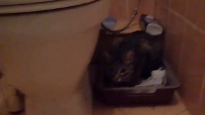 Пукающий кот
