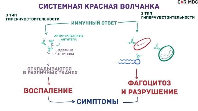 Системная красная волчанка - причины, симптомы, диагноз и патология