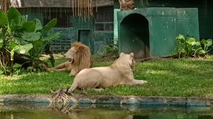 Большой Зоопарк в Куала Лумпуре