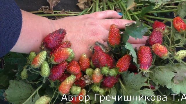 ЗЕМКЛУНИКА КУПЧИХА.