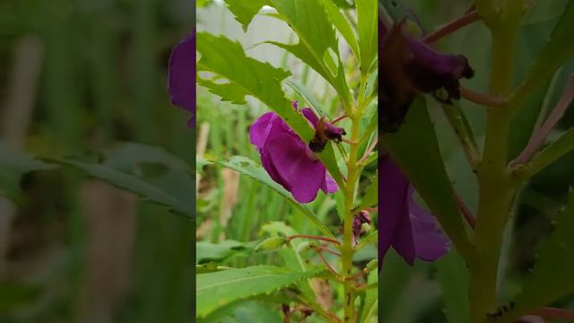 #Square Foot Garden # Flowers #Impatiens balsamina (凤仙花)commonly called balsam flowers