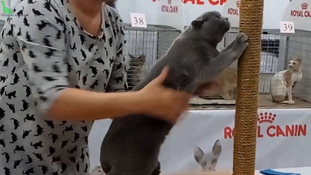 Британский КОТ Аристократ на Выставке Кошек - Окрас ГОЛУБОЙ | Породы КОШЕК смотреть онлайн