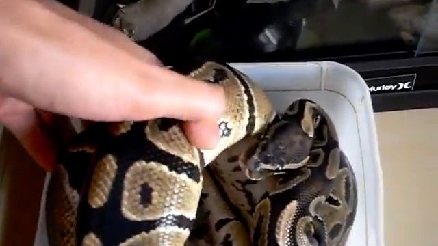 Python regius Normal female