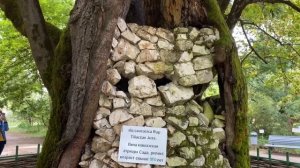 Абхазия, октябрь 2022. Завтрак в гостинице, хинкальная Мухус, Нартаа и Ботанический сад Сухума