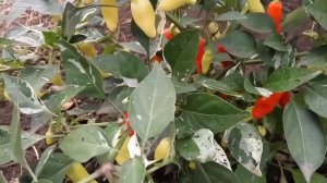 Pepper Variegated - Комнатный декоративный перец