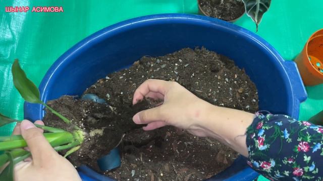 СТРЕЛИЦИЯ РЕГИНАЖҰМАҚ ҚҰСЫ гүлін қалай баптапөсіремізОТЫРҒЫЗУ