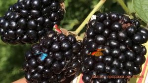 Ежевика обыкновенная Прайм Арк 45 (praym ark 45) ? обзор: как сажать, саженцы ежевики Прайм Арк 45