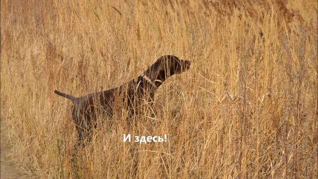 Охота с легавыми на фазана ,осень 2015 смотреть онлайн