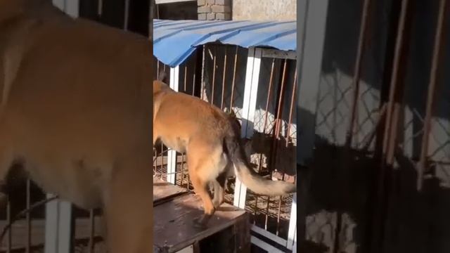 Собака спасает собаку