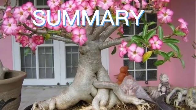what soil does adenium need | best soil for desert rose | adenium soil requirements смотреть онлайн