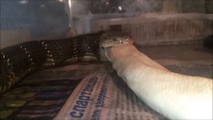 Кормление королевской кобры питоном морфы Pied
