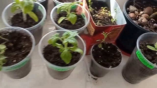 Натуральная внекорневая подкормка для здоровой и крепкой рассады.