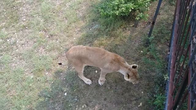 САФАРИ ПАРК ТАЙГАН В КРЫМУ смотреть онлайн