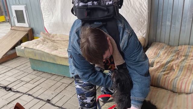 Спасение животных/ Собака по имени Барсик/ Его привезли к нам на цепи смотреть онлайн