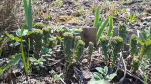 Родиола розовая. Корень жизни на вашем участке!