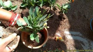 How to divide Kalanchoe Flower Plant into multiple plants. With a secret trick.