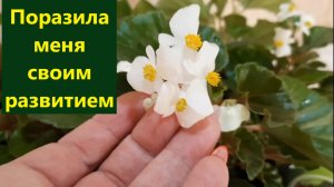 Как развивается бегония новинка ампельный сорт "ХУЛА". Буду укоренять