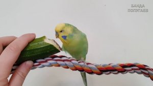 ??Волнистый попугай ест апельсин